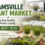 Healthy in vitro plants available in the Beamsville plant market