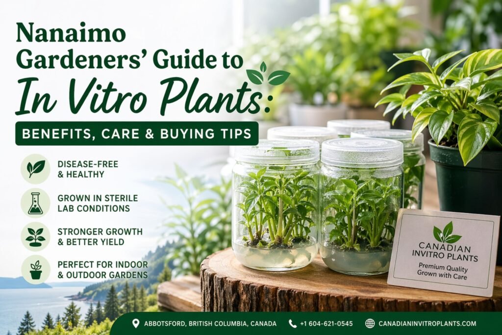 Nanaimo Gardeners’ Guide to In Vitro Plants: Benefits, Care & Buying Tips