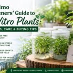 In vitro plants growing in a bright Nanaimo home garden