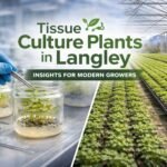 Tissue culture plants growing in a sterile lab environment in Canada