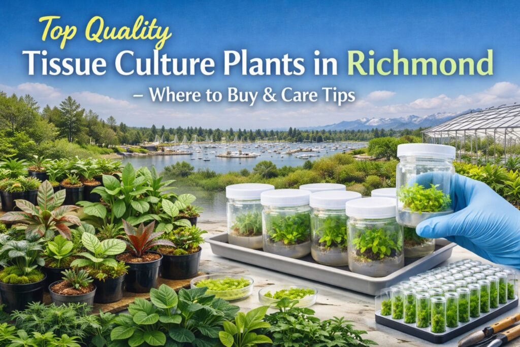 Top Quality Tissue Culture Plants in Richmond – Where to Buy & Care Tips