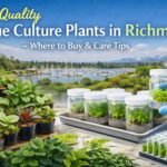 Top quality tissue culture plants in Richmond grown in sterile lab conditions for healthy plant growth
